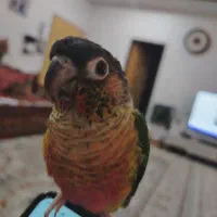 طوطی گرینچیک|پرنده|نجفآباد, باغ ملی|دیوار