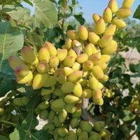 باغ پسته.باهیچ آهن پاره ای معاوضه ندارم نفرستین