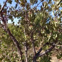 اجاره باغ میوه دو هکتار