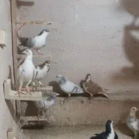 کبوتر رنگی|پرنده|اردکان, |دیوار