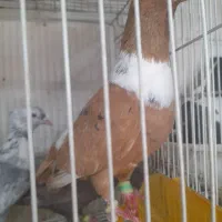 پرنده کبوتر