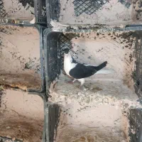 طوقی|پرنده|قم, سعادتی|دیوار