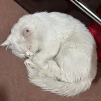 گربه|گربه|شاهرود, |دیوار