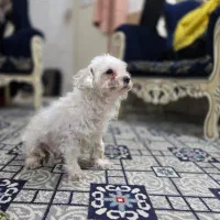 واگذاری رایگان