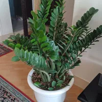 گیاه غول پیکر با۱۸تا پاجوش مخصوص خاص پسندها|گل و گیاه طبیعی|شیروان (خراسان), |دیوار