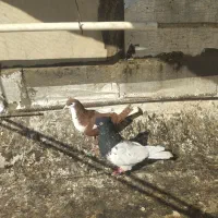 چپ سرخ،کله سیاه|پرنده|تاکستان, |دیوار