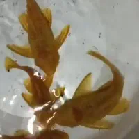 کت پوزه بوته ای. کت فیش|ماهی|شاهین‌شهر, خانه کارگر|دیوار