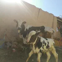 گاو و گوساله نر