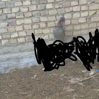 خروس جوان