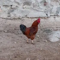 مرغ خروس محلی