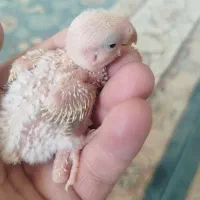 جوجه‌برزیلی‌|پرنده|اشنویه, |دیوار