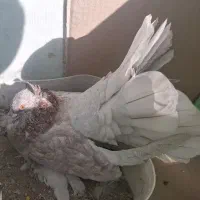 کبوترراعبی