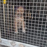 سگ نگهبان نژاد سراب|سگ|آفتاب, |دیوار