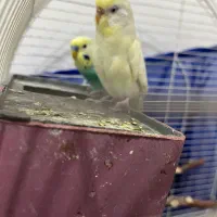 مرغ عشق چشم شرابی|پرنده|بانه, |دیوار