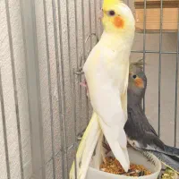 یک عدد عروس هلندی سه ماهه