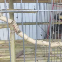 قفس حیوانات|لوازم جانبی حیوانات|صومعه‌سرا, |دیوار