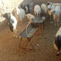 تعدادی بز شیری وزاییده و بره شیر به فروش می رسد|حیوانات مزرعه|سیرجان, |دیوار