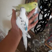یک جفت مرغ عشق