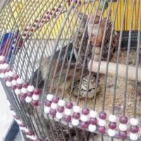 پرنده قناری|پرنده|بندرعباس, |دیوار