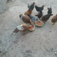 دو تا بوقلمون تخم کذار دونه ای  ۲۵۰۰