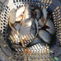 خرید و فروش ماهی و بچه ماهی کپور و آمور|ماهی|قصرشیرین, |دیوار