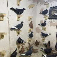 پلنگ