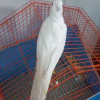 عروس هلندی جوجه وبالغ|پرنده|رشت, پاره بیجار|دیوار