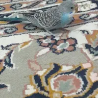 مرغ عشق سالم و بازیگوش|پرنده|سبزوار, توحیدشهر|دیوار