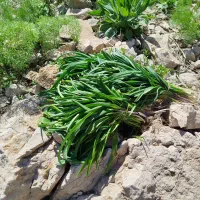 سیرونه تازه