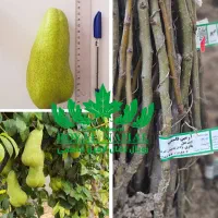 فروش نهال گلابی ابت فتال