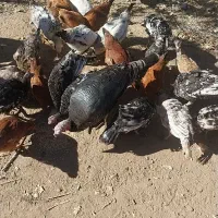 بوقلمون ومرغ تخمگذار فروشی|حیوانات مزرعه|کرفتو, |دیوار