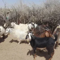 بز چاق جوان تکه خورده مناسب مالداری(بزغاله پارسالی