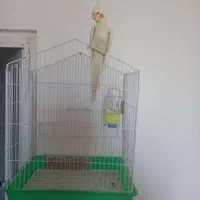 عروس هلندی دستی|پرنده|سامان, |دیوار