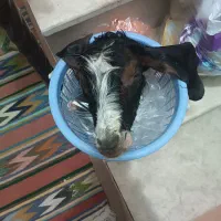 کله و پاچه بزغاله