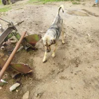 سگ‌سرابی‌