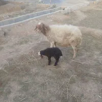 میش افشاری|حیوانات مزرعه|خمینی‌شهر, |دیوار