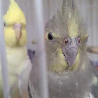 عروس هلندی حمیدیه