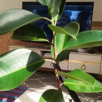 گلدان فیکوس و سانسوریا سالم|گل و گیاه طبیعی|چابهار, |دیوار