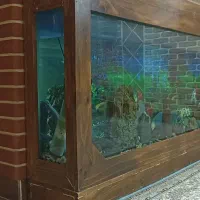 آکواریم بزرگ با میز|ماهی|صباشهر, |دیوار