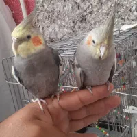 عروس هلندی نر و ماده بسیار رام دستی با وسایل