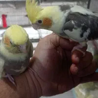 جوجه عروس هلندی رام|پرنده|تهران, سلسبیل جنوبی|دیوار