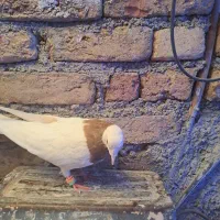 چهارتا ماده ی نر طوقی|پرنده|قرچک, باقرآباد|دیوار