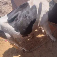 دو تا گاو نر و ماده|حیوانات مزرعه|مهرستان, |دیوار