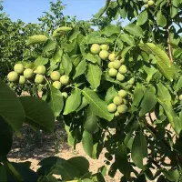 فروش نهال گردو چندلر پیوندی رویال نهال|خدمات باغبانی و درختکاری|میاندوآب, |دیوار