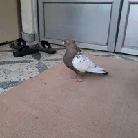 سینه ای سیاه|پرنده|دزفول, |دیوار