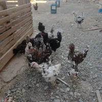 مرغ و خروس