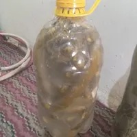 خیار شور تازه|خوردنی و آشامیدنی|تهران, شهرآرا|دیوار
