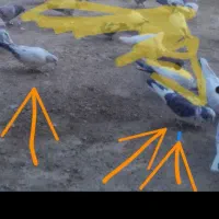 ۳عدد کبوتر ماده