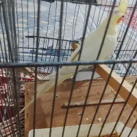 فروش عروس هلندی