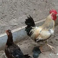 خروس مرغ تخم گذار